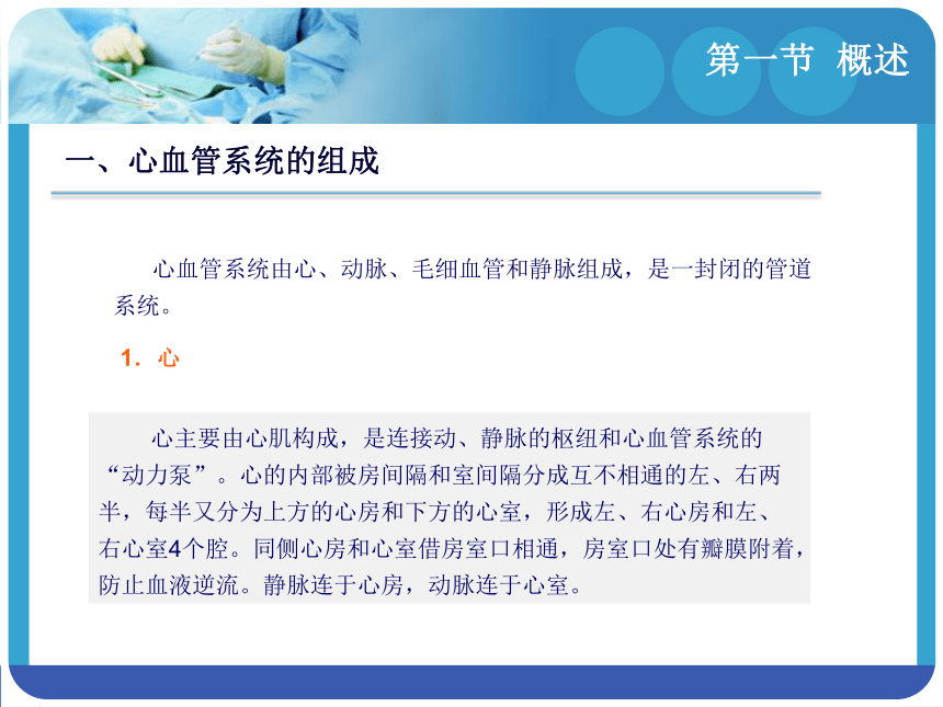 8.1概述 课件(共12张PPT)-《解剖学基础》同步教学（江苏大学出版社）