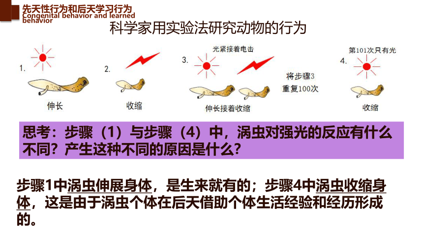 16.1 先天性行为和后天学习行为-【精华备课】2023-2024学年八年级生物上册同步教学课件（北师大版）(共21张PPT)