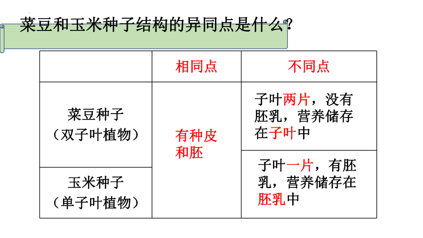 第二节  种子植物课件 (共22张 PPT) 2023-2024学年度人教版生物七年级上册