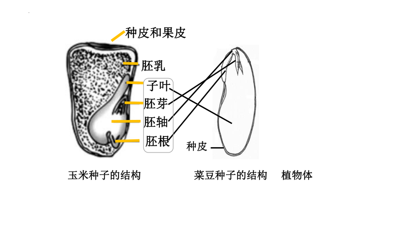 第二节  种子植物课件 (共22张 PPT) 2023-2024学年度人教版生物七年级上册