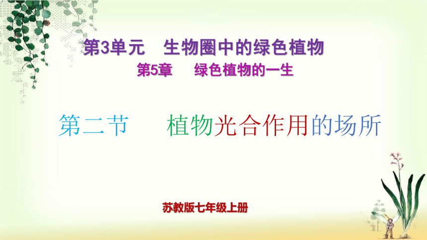 3.6.2 植物光合作用的场所2023-2024学年上学期七年级生物同步精讲课件（苏教版）(共22张PPT)+视频素材