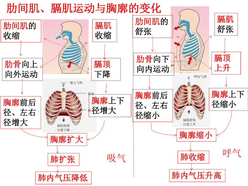 4.10人体的能量供应（第2课时）(共32张PPT)北师大版七年级下学期生物