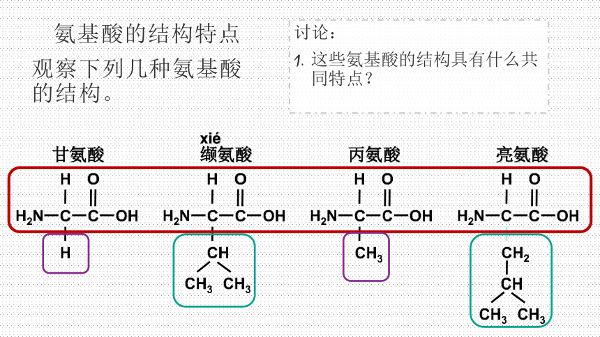 2.4蛋白质是生命活动的主要承担者课件(共30张PPT)-人教版（2019）必修1