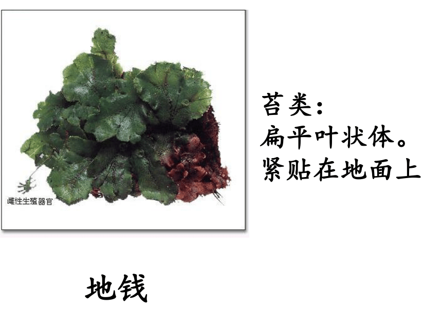 4.1.1 植物-植物的基本类群课件(共34张PPT) 沪教版生物第二册