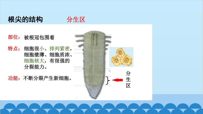 3.2.2植株的生长课件(共36张PPT)人教版生物七年级上册