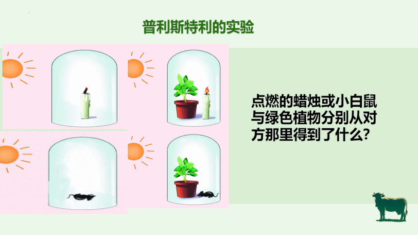 3.5.1 光合作用吸收二氧化碳释放氧气-【备课精选】2023-2024学年七年级生物上册同步教学精品课件(共22张PPT)