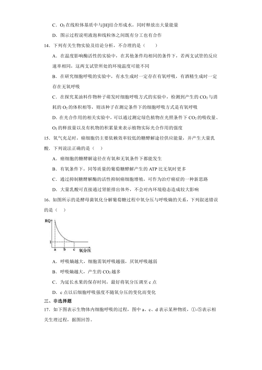 5.3细胞呼吸的原理和应用测试题（含解析）2023-2024学年高中生物学人教版（2019）必修1