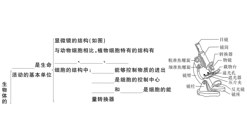 第二单元生物体的结构层次 小结与复习习题课件(共32张PPT)