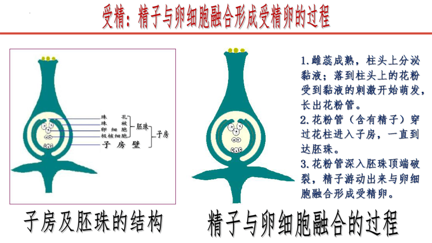 3.2.3 开花和结果课件(共21张PPT)人教版七年级生物上册