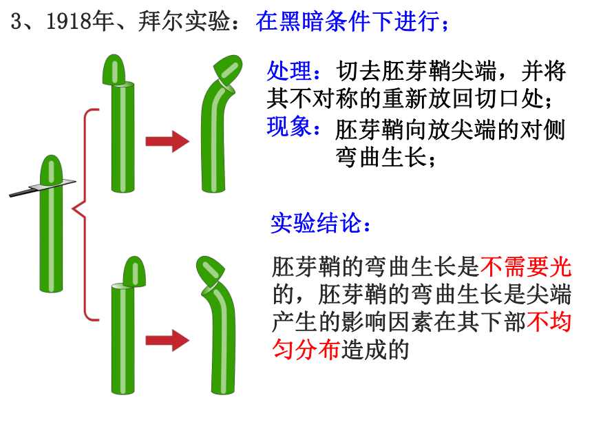 4.1植物生长素课件(共42张PPT) 2023-2024学年高二上学期生物苏教版选择性必修1