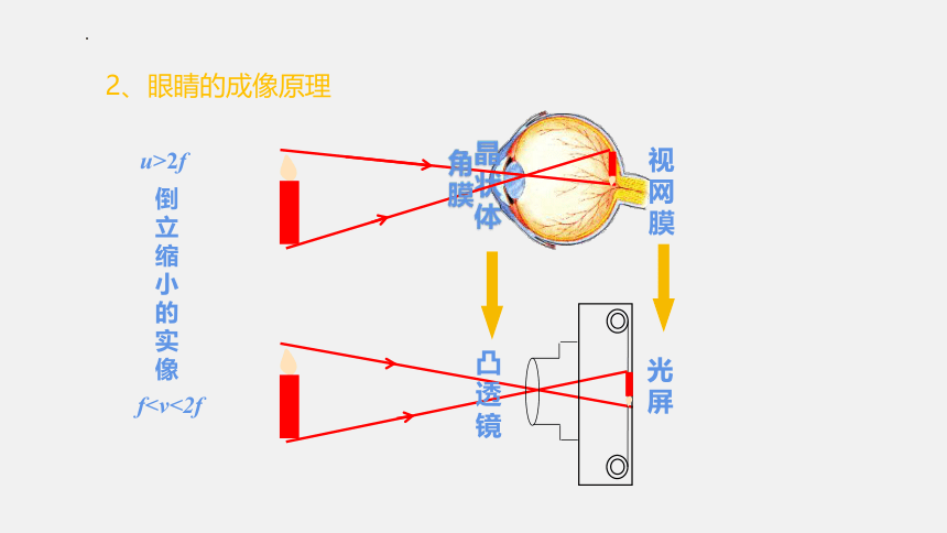 4.6《神奇的眼睛》课件 共2课时 (共48张PPT) 2022-2023学年沪科版八年级物理上学期