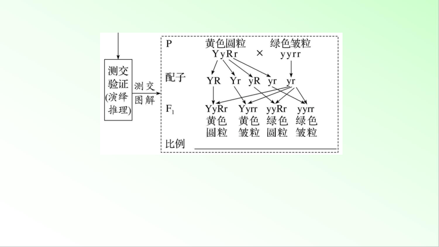 新教材生物一轮复习课件：第5单元 基因的传递规律 第2讲　自由组合定律的发现及应用(共88张PPT)