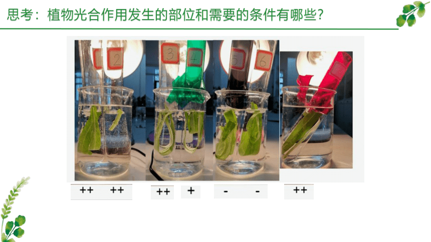 4.4 叶绿体将光能转换并储存在糖分子中（第1课时）(共22张PPT)-高一生物学（沪科2020必修1）