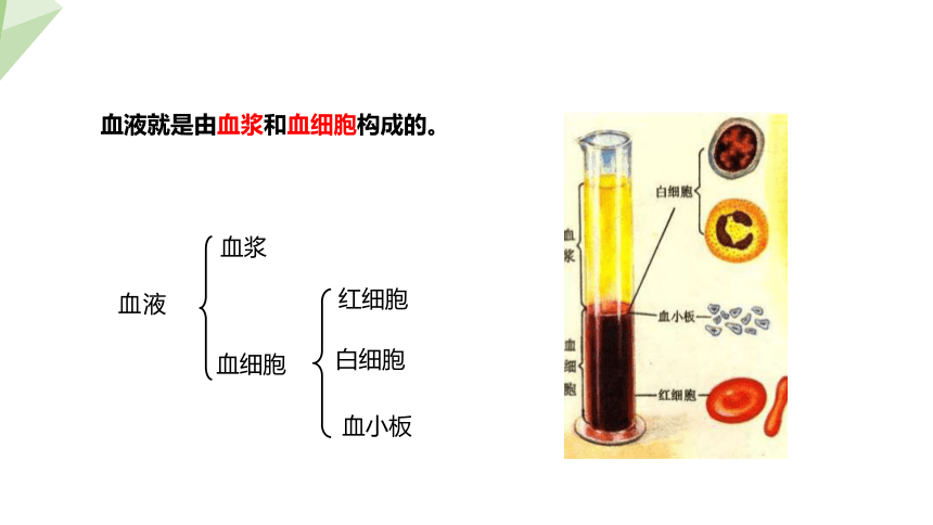 4.4.1 流动的组织——血液 课件(共19张PPT)2023-2024学年初中生物人教版七年级下册