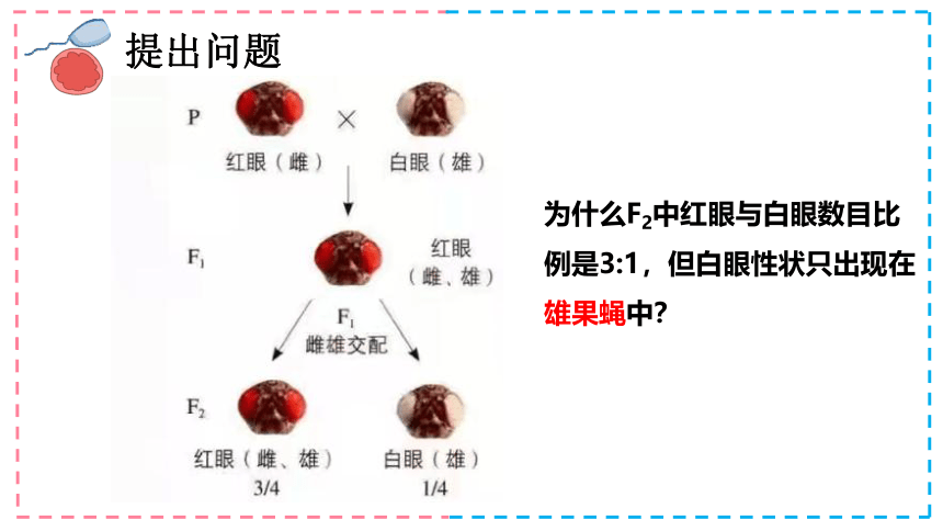 2.2-基因伴随染色体传递(共20张PPT)