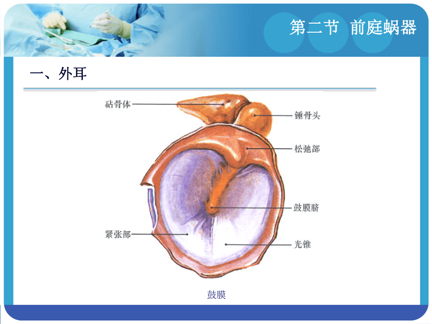 13.2前庭蜗器 课件(共29张PPT)-《解剖学基础》同步教学（江苏大学出版社）