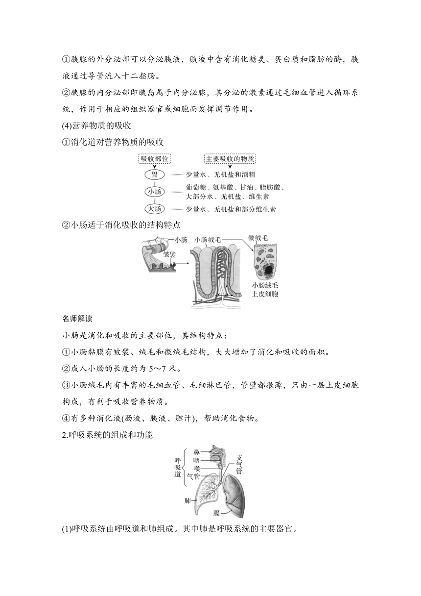 选择性必修1（人教生物学）先导课　衔接初中生物知识