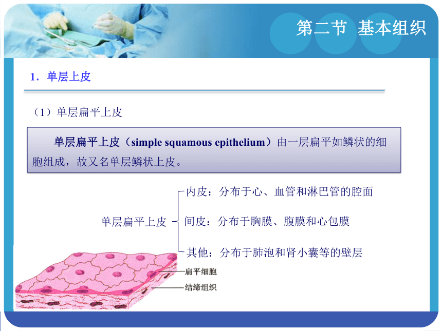 1.2基本组织 课件(共65张PPT)-《解剖学基础》同步教学（江苏大学出版社）