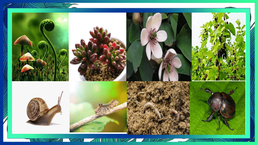 教科版六年级科学下册3形形色色的植物 课件(共17张PPT)