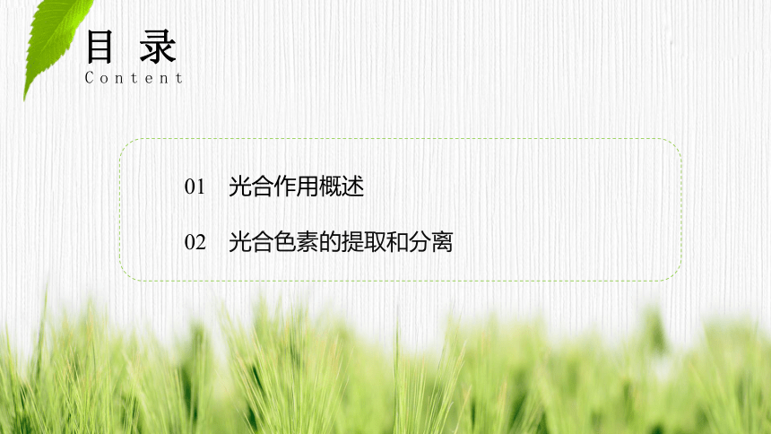 3.5.1 光合作用概述、光合色素的提取与分离  课件(共25张PPT) 2023-2024学年高一生物 浙教版（2019） 必修一