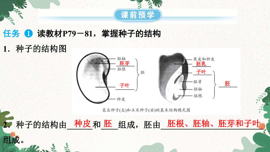 3.1.2 种子植物课件(共23张PPT)人教版生物七年级上册