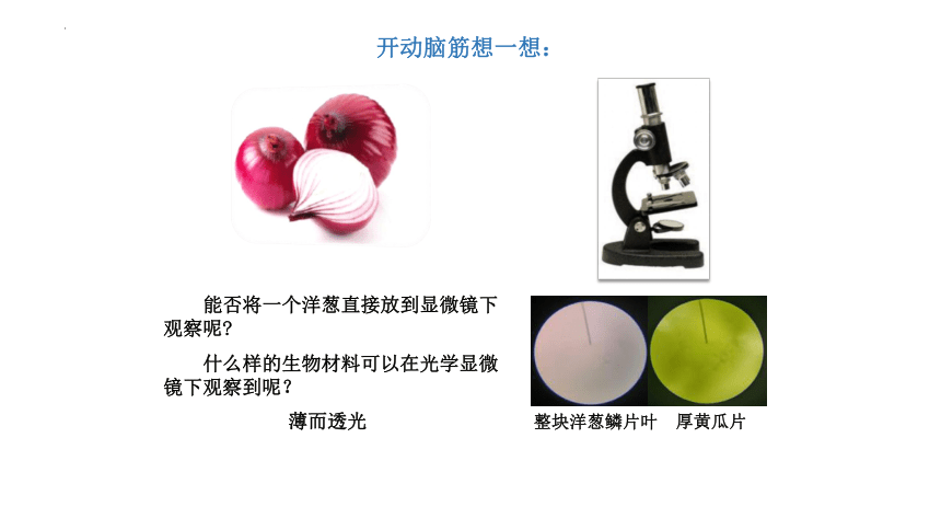 2.1.2植物细胞课件（共31张PPT）2023年秋人教版生物七年级上册