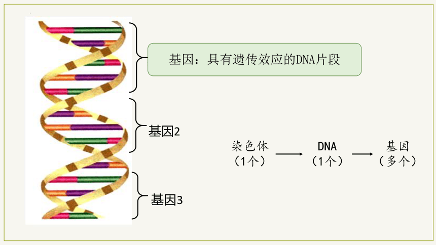 7.2.2 基因在亲子代间的传递-2023-2024学年八年级生物下册同步教学课件（人教版）(共21张PPT)