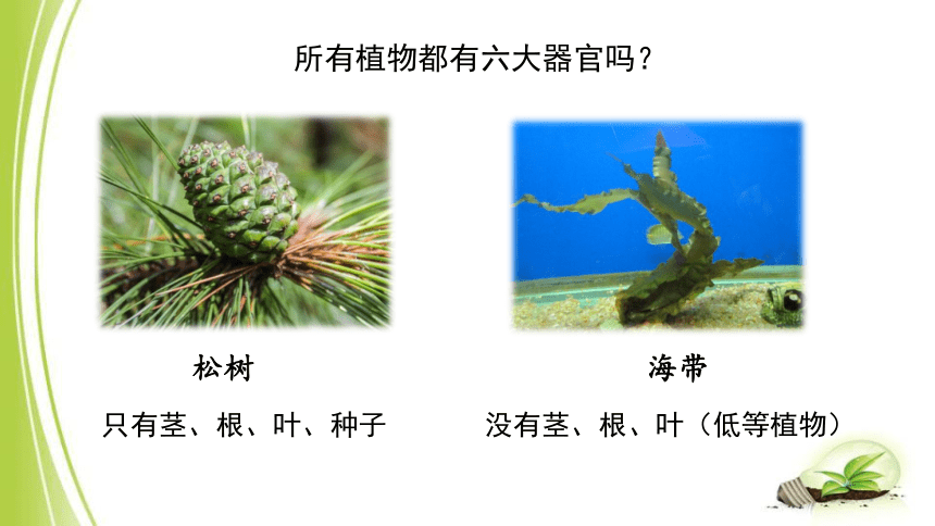 2.2.3 植物体的结构层次 课件(共27张PPT）2023-2024学年人教版生物七年级上册