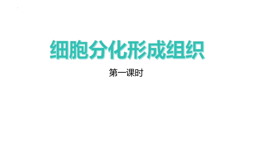 2.4.1细胞分化形成组织课件(共31张PPT)（2课时）2023--2024学年北师大版七年级生物上册