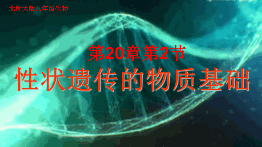 20.2 性状遗传的物质基础-2023-2024学年八年级生物上册同步教学课件（北师大版）(共33张PPT)