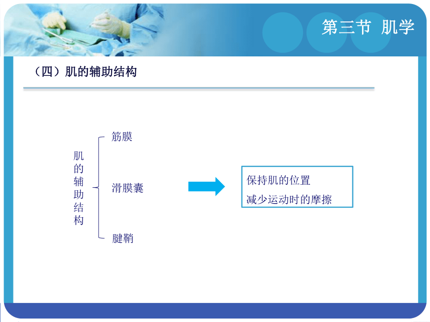 2.3 肌学 课件(共57张PPT)-《解剖学基础》同步教学（江苏大学出版社）