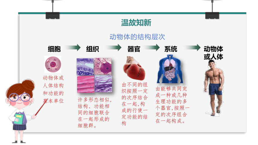 2.2.3植物体的结构层次课件(共25张PPT)2023-2024学年七年级生物上册