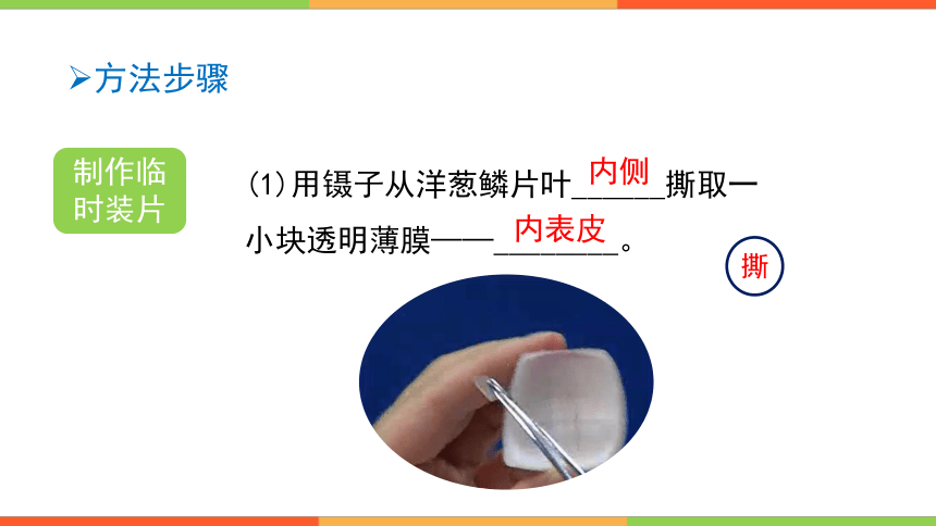 1.2.1细胞的结构与功能 课件(共37张PPT)2023--2024学年济南版生物七年级上册