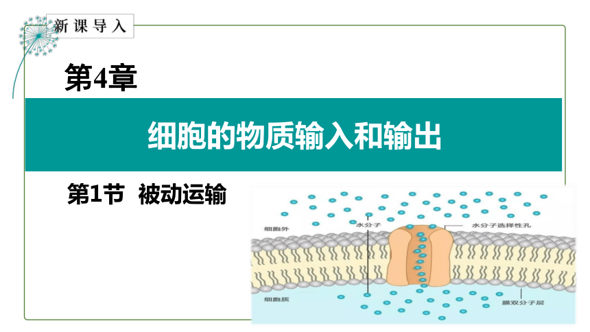 4.1 被动运输课件（共33张PPT、1份视频）人教版必修一