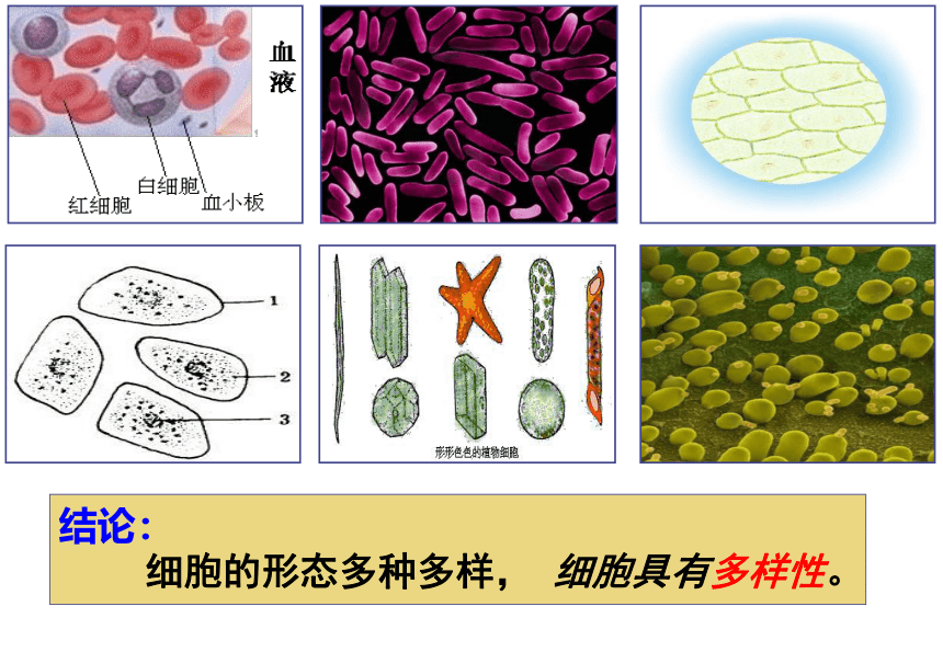 1.2细胞的多样性和统一性(课件共40张PPT)