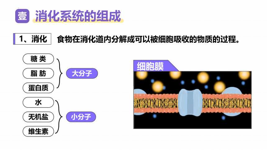 4.9.2人体的消化与吸收课件(共31张PPT) 苏教版生物七年级下册