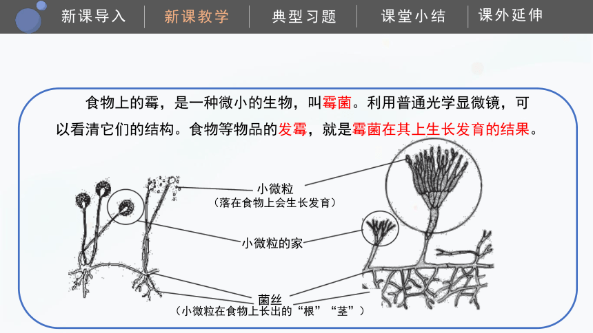 2.2观察微生物 课件(共24张PPT）