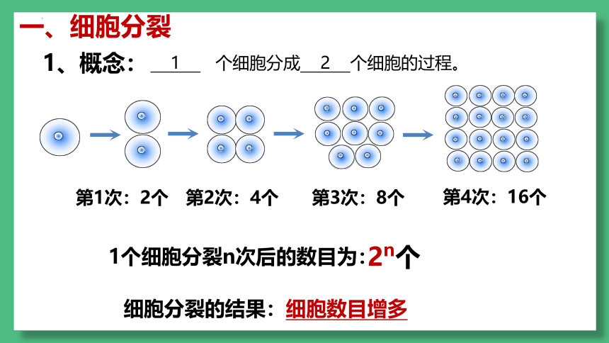 1.2.1细胞分裂和生长课件 （共25张PPT）冀少版生物七年级上册