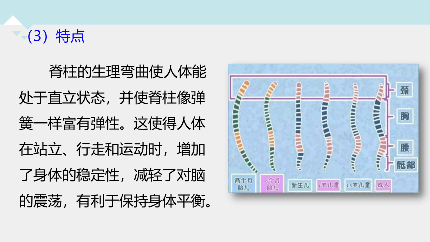 3.5人体的运动系统和保健 —2023-2024学年浙教版科学九年级下册（课件 37张ppt）