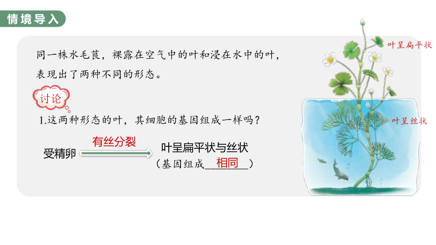 4.2 基因表达与性状的关系-2023-2024学年高一生物人教版必修第二册课件(共56张PPT)