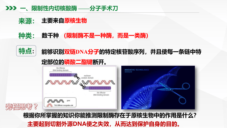 3.1重组DNA技术的基本工具课件(共46张PPT)-2022-2023学年高二下学期生物人教版（2019）选择性必修3