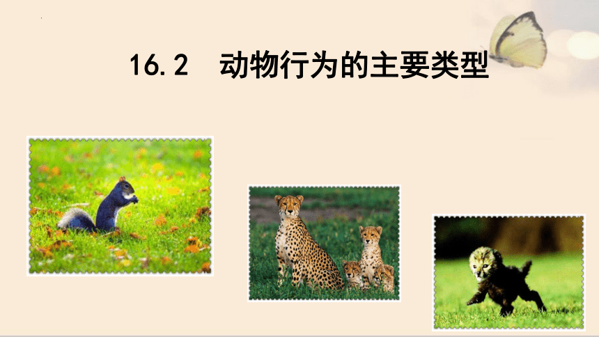 16.2 动物行为的主要类型-【生物讲堂】2023-2024学年八年级生物上册同步备课课件（北师大版）(共36张PPT)