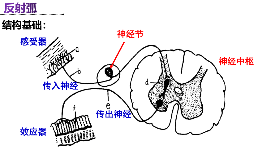 2023-2024学年高二上学期生物人教版选择性必修1 稳态与调节 复习课件（共43张PPT）