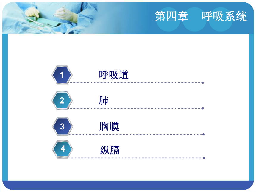 4.2肺 课件(共11张PPT)-《解剖学基础》同步教学（江苏大学出版社）