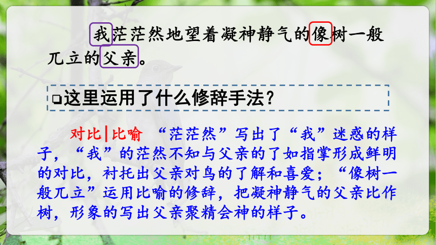 23.《父亲、树林和鸟》第二课时课件（共35张PPT）