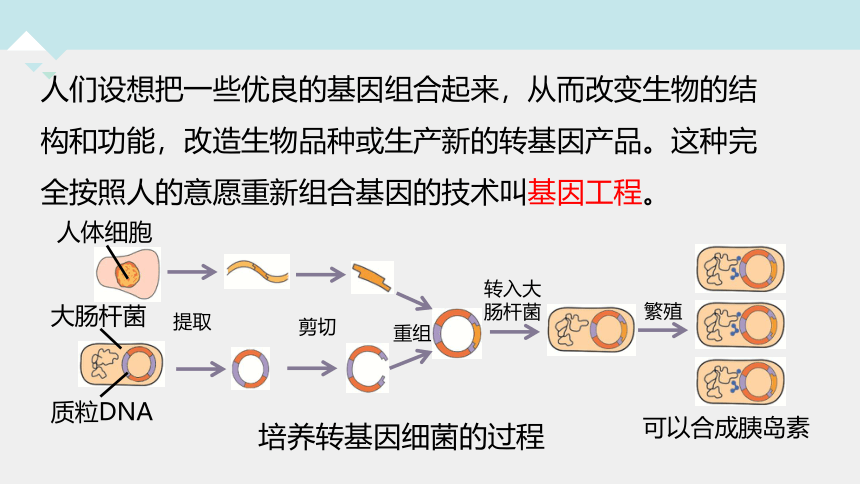 1.5.2 育种与优生（课件 19张PPT）