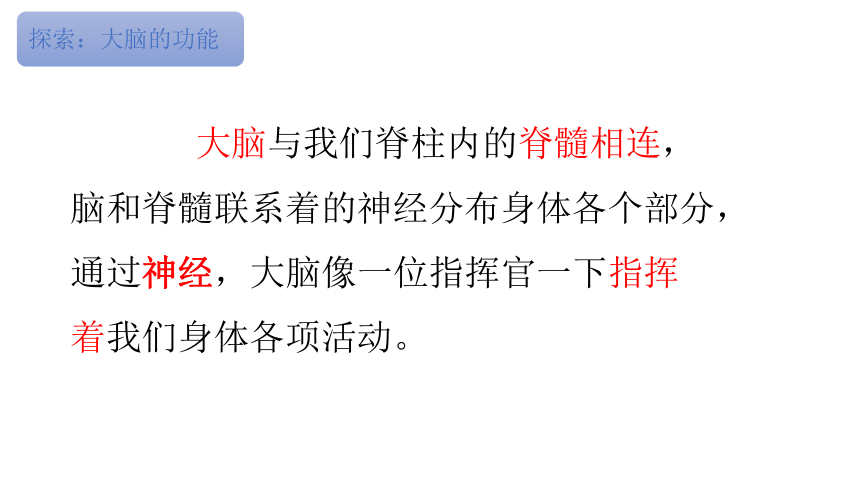 2023秋教科版五年级科学上册 4-4《身体的“总指挥”》（课件）(共14张PPT)