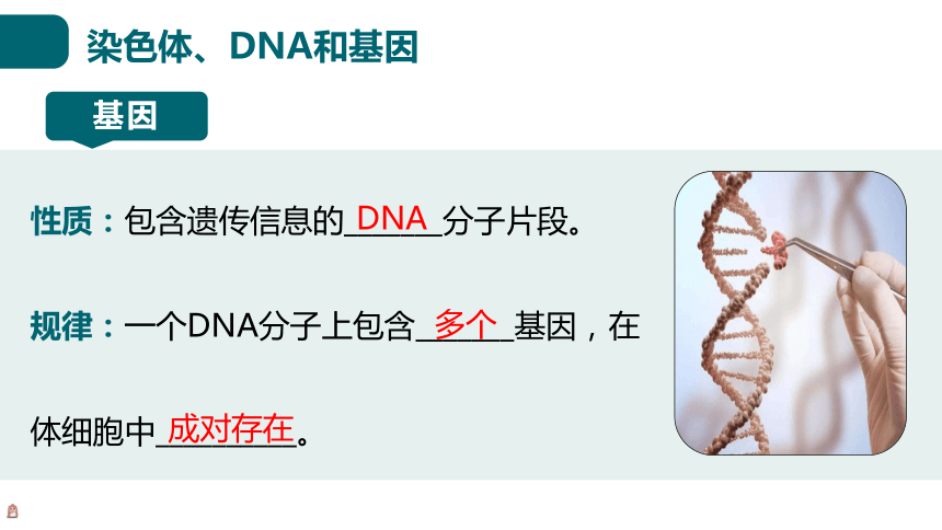 6.20.2 性状遗传的物质基础课件 (共18张PPT)北师大版生物八年级上册