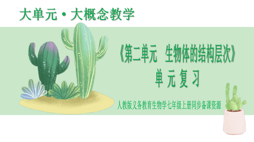 第二单元 生物体的结构层次（单元复习课件）-【大单元教学】2023-2024学年七年级生物上册同步备课系列（人教版）(共41张PPT)