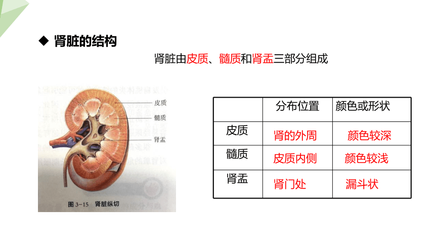 4.11.2 尿的形成与排出 课件（共24张PPT） 2023-2024学年初中生物北师版七年级下册